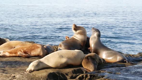 Sea Lions on the Rock in La Jolla, Playful Wild Eared Seals Crawling Near Pacific Ocean on Rock