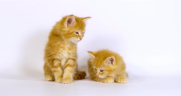 Cream Blotched Tabby Maine Coon Domestic Cat, Kittens playing  Normandy in France, Slow motion 4K alt