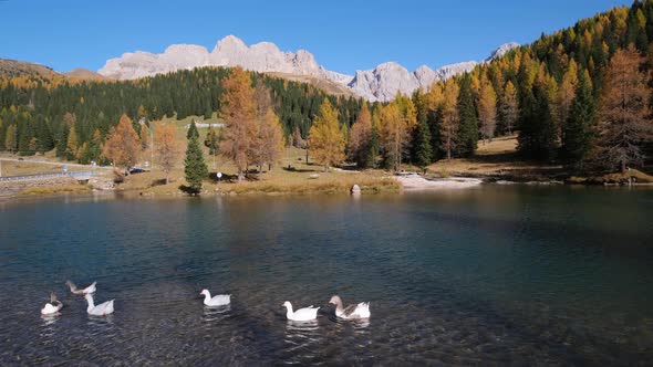 Geese flock on autumn mountain pond, not far from San Pellegrino Pass, Dolomites, Italy alt