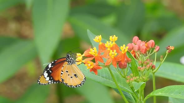 Butterfly closeup on yellow flower. Monarch Butterfly on yellow flower. Tiger Butterfly closeup view