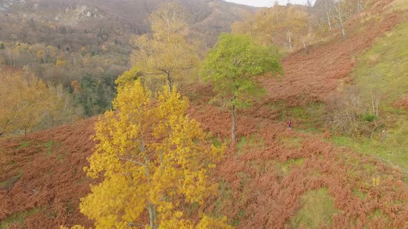 Aerial view of a trail runner running up a mountain trail with autumn colors alt