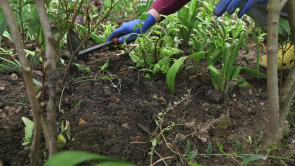 Female Gardener Hands Planting Blooming Flowers in Soil on Flowerbed alt
