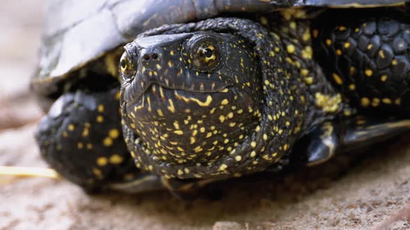 River Turtle Lies on Sand. European Pond Turtle Emys Orbicularis. Slow Motion alt