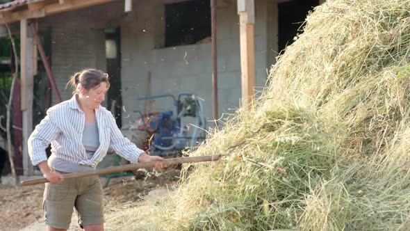 Mature female farmer turns the hay for cow with pitchfork on the backyard of farm
