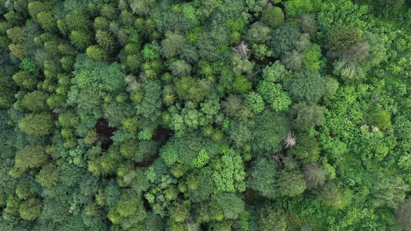 Flight above the tops of lush green trees at the forest ,