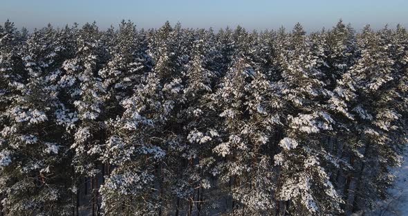 Snow-covered Coniferous Forest, Aerial Photography alt