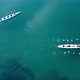 Aerial Drone Bird&#39;s Eye View Video of Two Sport Canoe Operated By Team of Young Men and Women - VideoHive Item for Sale