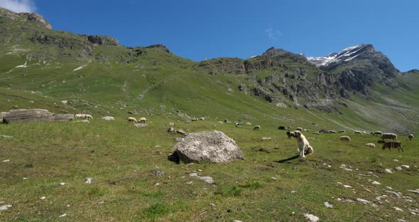 Dog keeping sheeps, Vanoise national park, Savoie department, France alt