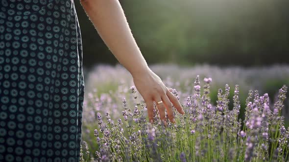 Closeup of Woman's Hand Running Through Lavender Field