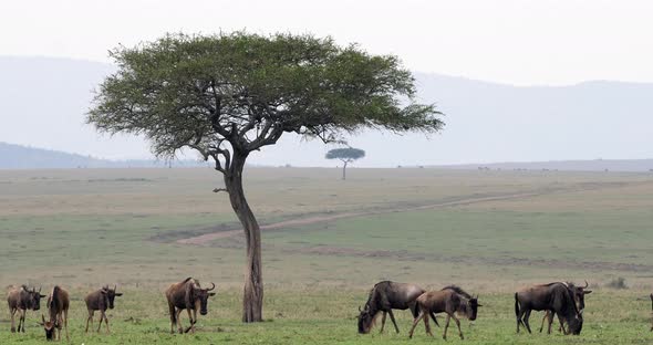 Blue Wildebeest, connochaetes taurinus, Herd during Migration, Masai Mara park in Kenya alt