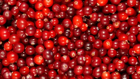 Cranberry Berries Seamless Rotation alt