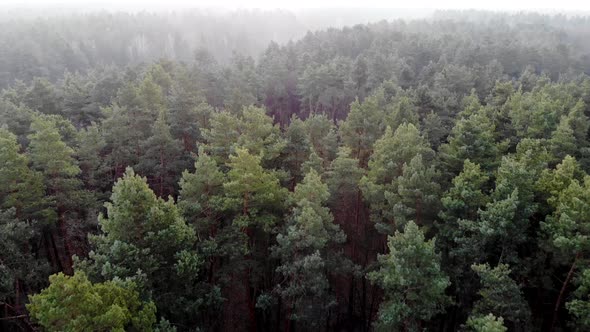 Flight Over the Coniferous Forest. Pine Forest Aerial View. Pine Tree and Green Needles. Ecology and