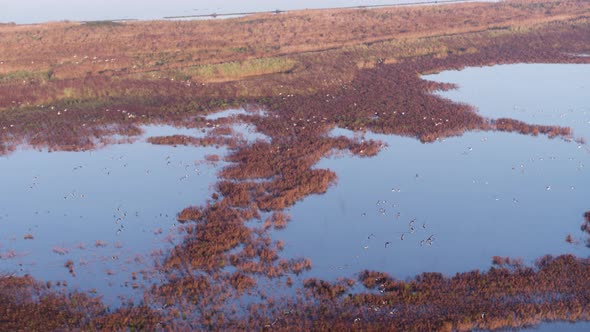 Drone tracking large bird colony flying together along flooded dutch farmland alt