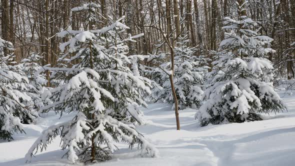 Spruce trees covered with fresh snow in the winter forest.