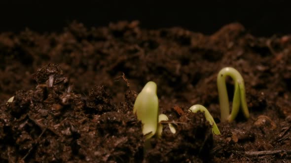 TIME LAPSE - Sunflowers sprouting in soil, studio, black background, zoom out alt