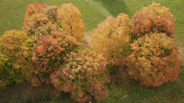 AERIAL: Rotating Shot of Trees with Falling Golden Leaves in Autumn