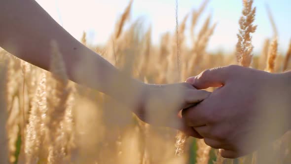 Walking in the Fields of Gold alt