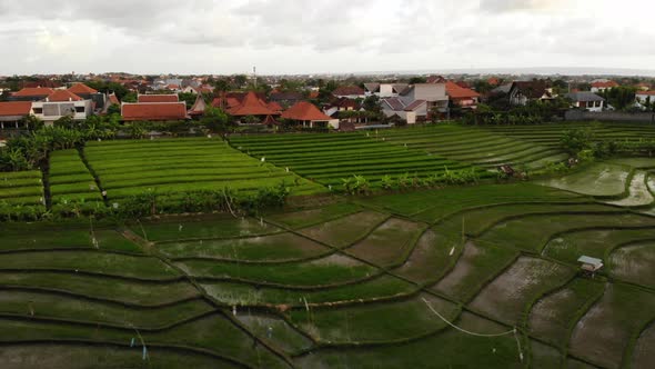 Rice Fields and Villas in Kerobokan, Bali