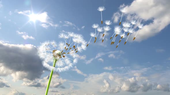 Dandelion Against Time-Lapse Clouds Background