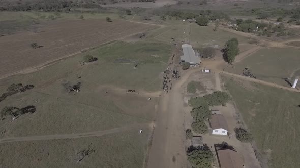 006 Pecuaria De Leite alt