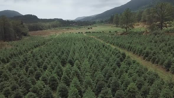 Slow drone view over a farm of firs for Christmas in Scandinavia. alt