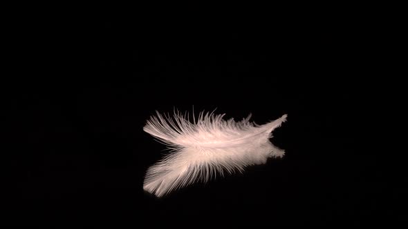 Feathers Flying Down