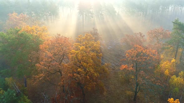 Aerial Flight Over Mist Forest Autumn Trees. Color Trees and Sunbeams Breaking Through the Branches alt