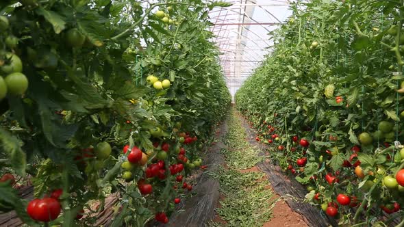 Tomato Growing In Greenhouse