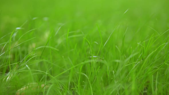 Home Garden Blooming in Summer alt