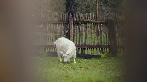 Goat eating green grass at the farm  alt