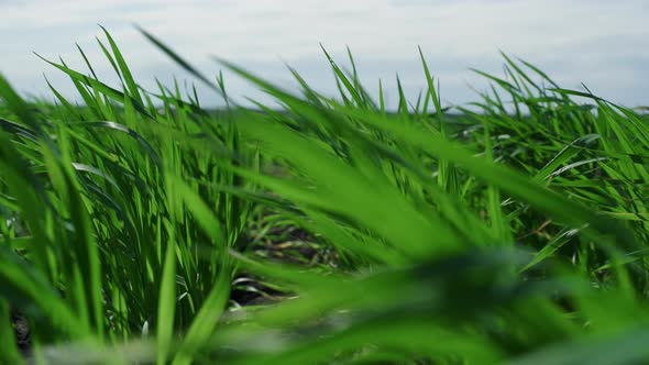 Green Wheat Growing Field in Ecology Agriculture Nature Background Aerial View alt