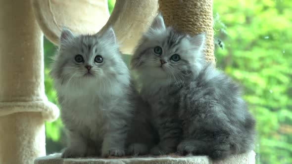 Two Persian Kittens Sitting On Cat Tower alt