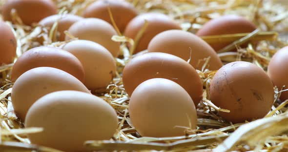 Organic Chicken Eggs in the Hay