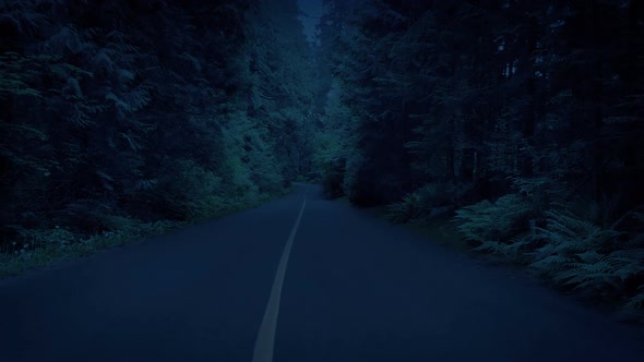 Gliding Along Tree Lined Road At Dusk alt