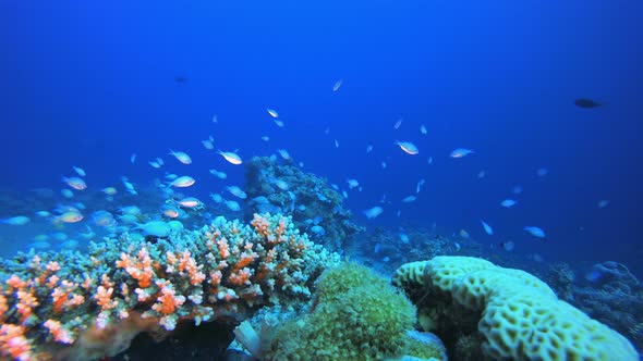 Marine Coral Garden Blue Orange Fish alt