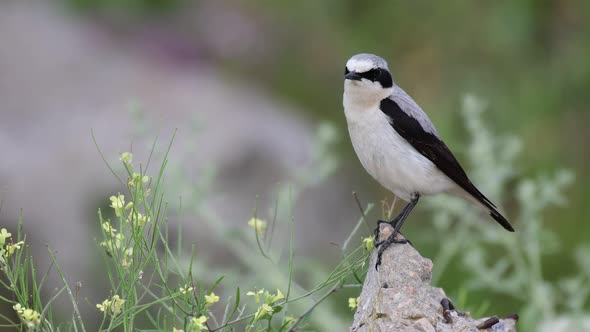 Northern Wheatear Oenanthe oenanthe. In the wild, male