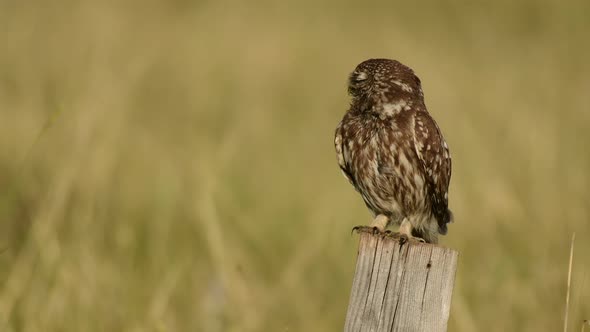 A disheveled owl sits on a wooden pole. Little owl Athene noctua
