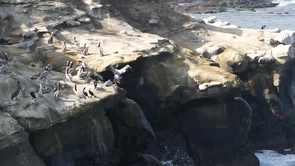Brown Pelicans with Throat Pouch and Double-crested Cormorants After Fishing, Rock in La Jolla Cove alt
