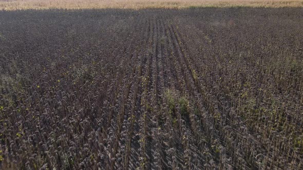 Aerial view, drone view of dry ripe field sunflower, success in farming alt