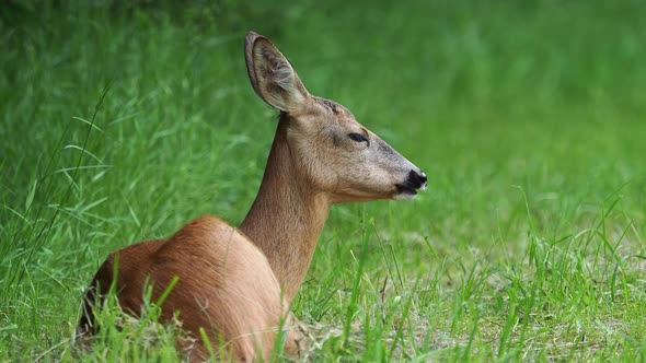 Roe deer in grass, Capreolus capreolus. Animal in the wild.