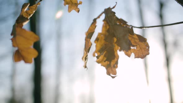 Colorful leaves, hanging on a branch, in sunny Scandinavia - low angle orbit view alt