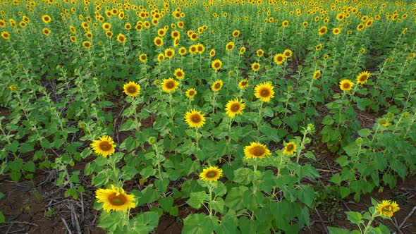 4K Beautiful aerial view of sunflowers, sunflowers blooming in the wind alt
