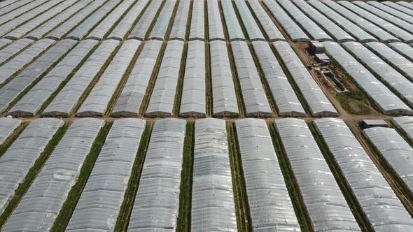 Greenhouses for Growing Vegetables Fruits and Flowers Among the Green Fields
