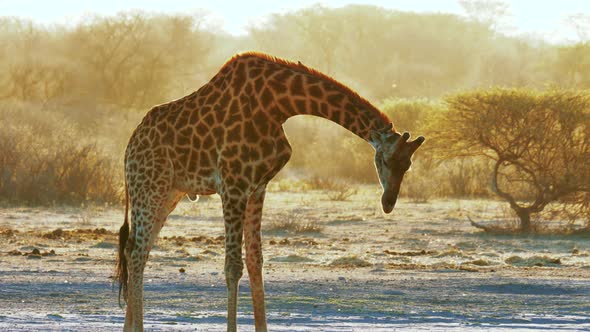 Giraffe Looking Around And Bending Down To Drink At The Waterhole During Sunset In Botswana, South A alt