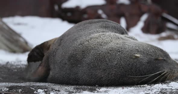MS Fur seal (Arctocephalus gazella) sleeping on snow at Deception Island / Antarctic Peninsula