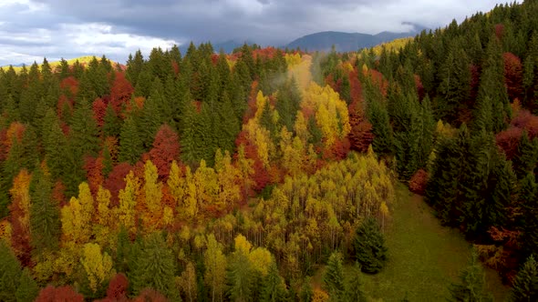 Aerial view of forest with autumn leaf colors