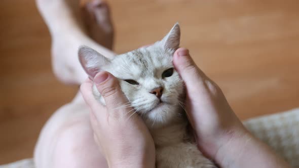 Hands of Master Pets a Cute Cat