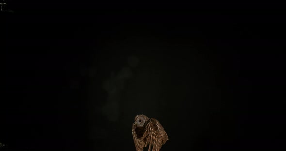 Eurasian Tawny Owl, strix aluco, Adult in Flight, Normandy, Slow motion 4K