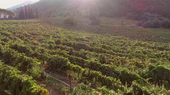 Aerial view moving towards of group working on hilly grapes fields in Greece. alt