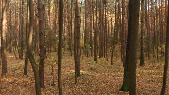 Autumn Deciduous Forest on Clear Day